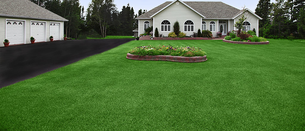 aquavita_tall-fescue_turf-merchants