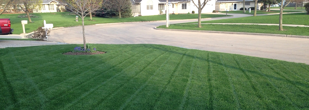 brooklawn_kentucky-bluegrass_turf-merchants