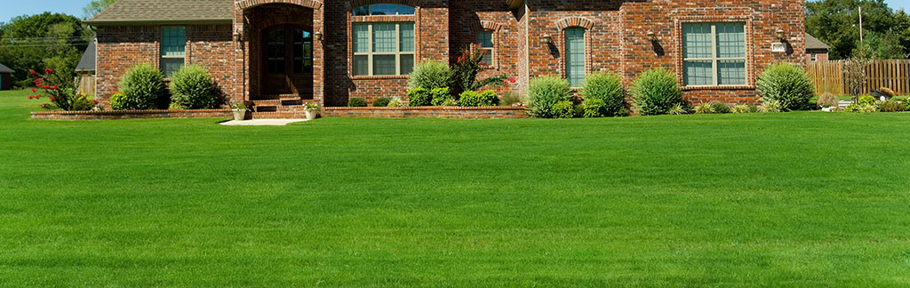 celestial_red-fescue_turf-merchants