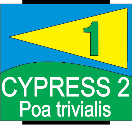 cypress2