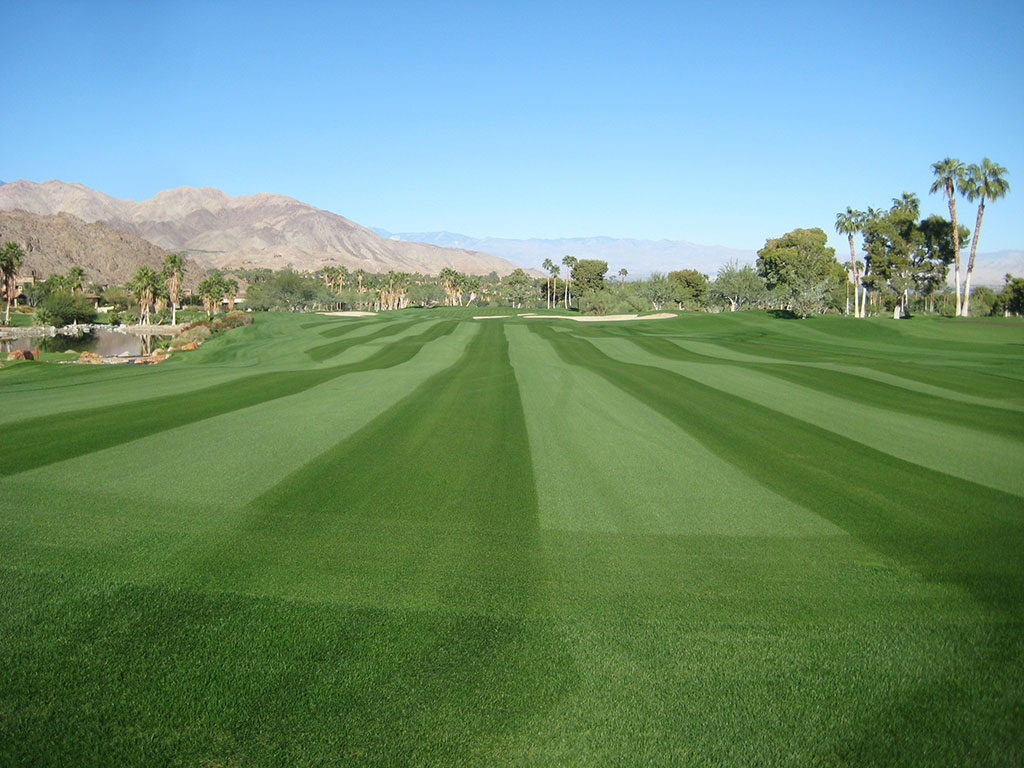 Paragon-GLR_Perennial-Ryegrass_Turf-Merchants paragon-glr_perennial-ryegrass_turf-merchants-2