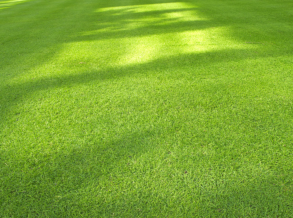 rhambler_tall-fescue_turf-merchants