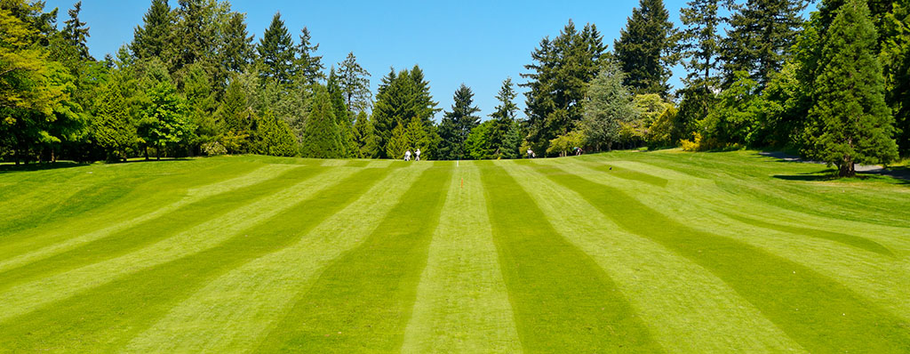 true-blue_kentucky-bluegrass_turf-merchants