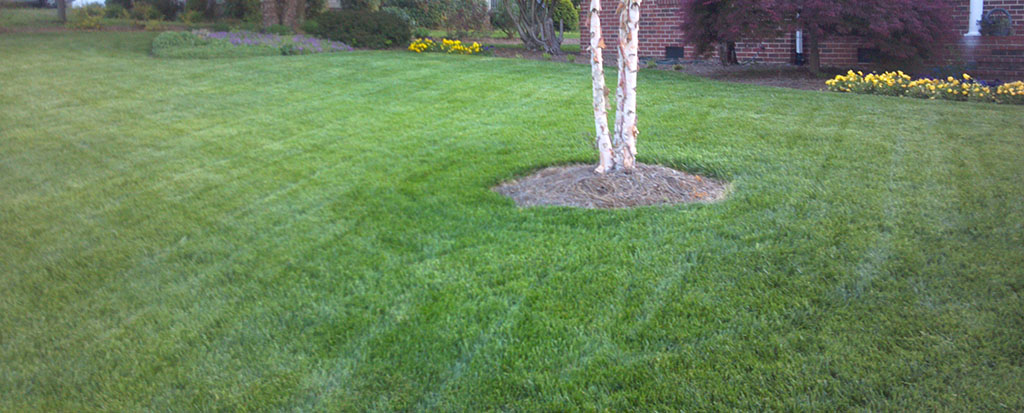 Turf-Gem-2_Tall-Fescue_Turf-Merchants turf-gem-2_tall-fescue_turf-merchants