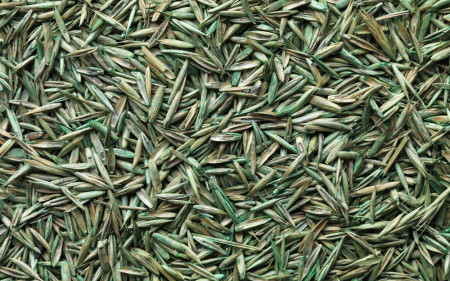 turfgrass-seed_turf-merchants