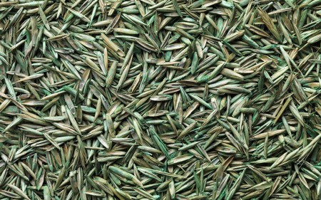 turfgrass-seed_turf-merchants-links
