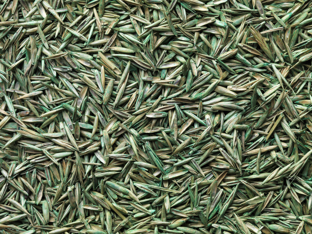 turfgrass-seed_turf-merchants