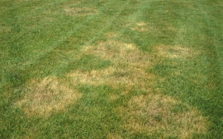 brown-patch-tall-fescue-nc-state-univ