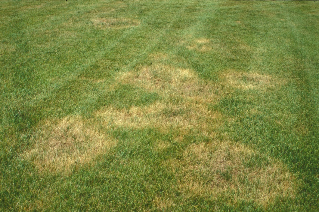 brown-patch-tall-fescue-nc-state-univ