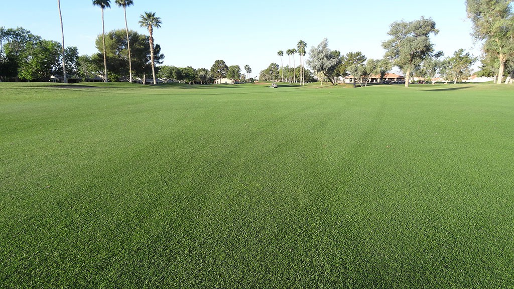 Evening-Shade_Perennial-Ryegrass_1_Turf-Merchants