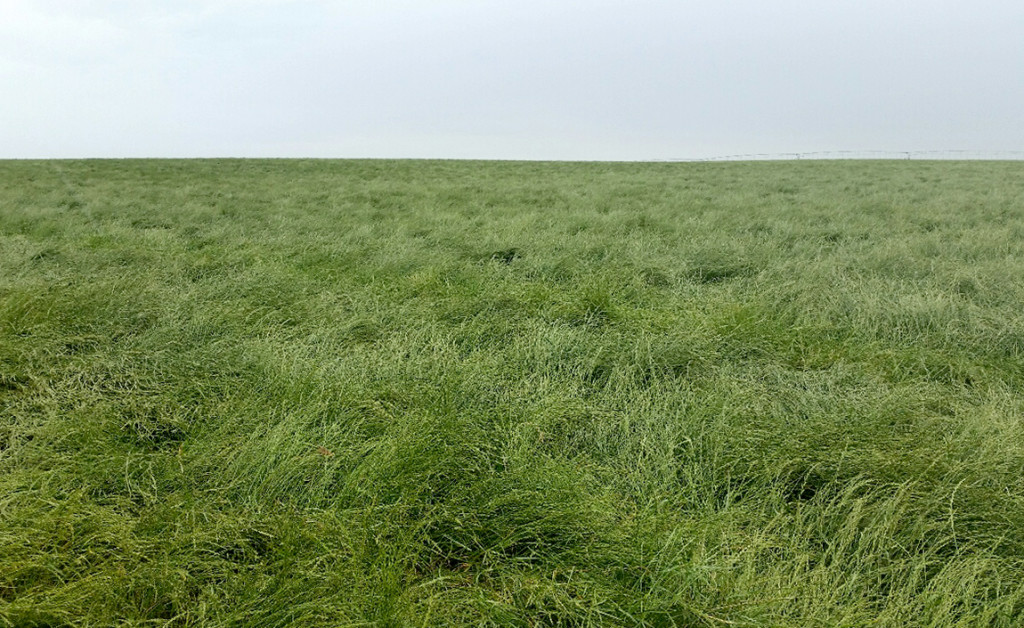 Perennial Ryegrass Seed Production Field