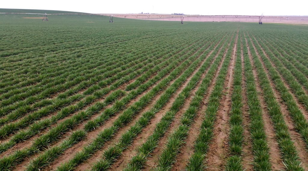 Traverse 2 SRP Tall Fescue Production Field