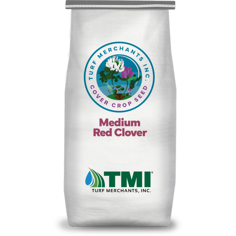 Medium Red Clover