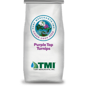 Purple Top Turnips