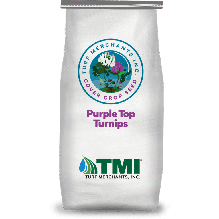 Purple Top Turnips