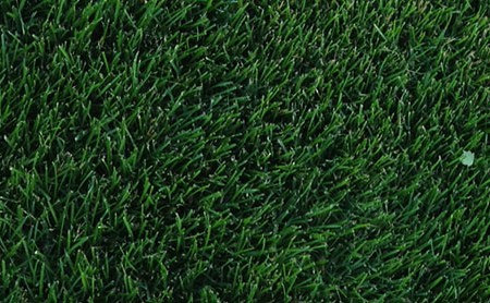 bewitched_kentucky-bluegrass_turf-merchants