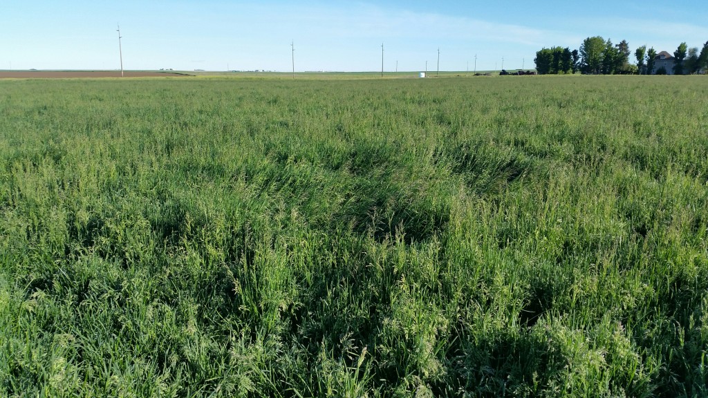 The Kentucky Bluegrass market appears to have stablized.
