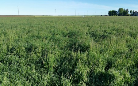 blueberry_kentucky-bluegrass_production-field_turf-merchants