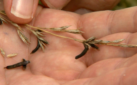 ergot_university-of-missouri-cooperative