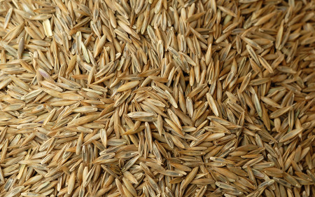 fescue-seed_turf-merchants