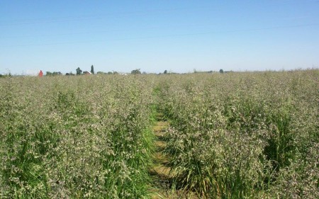 grass-seed-production_turf-merchants