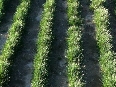 kentucky-bluegrass-production_turf-merchants