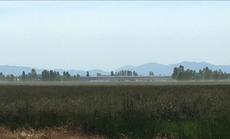 pollen-cloud_willamette-valley_turf-merchants