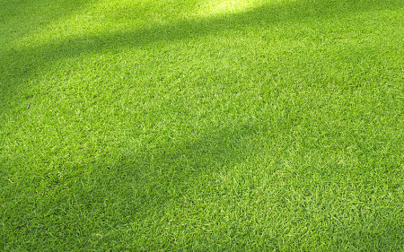 tall-fescue-turfgrass_turf-merchants