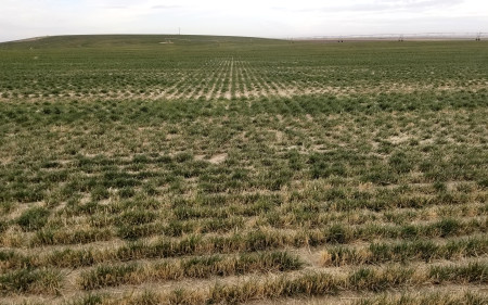 traverse-2-tall-fescue_2nd-year-production
