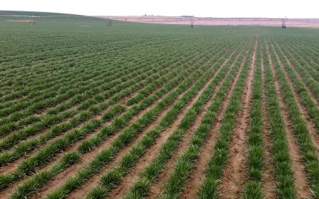 traverse-2_production-field-2017_sm_turf-merchants