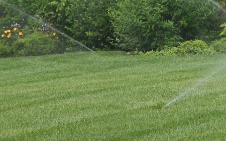 turf-type-tall-fescue_turfgrass-seed_turf-merchants